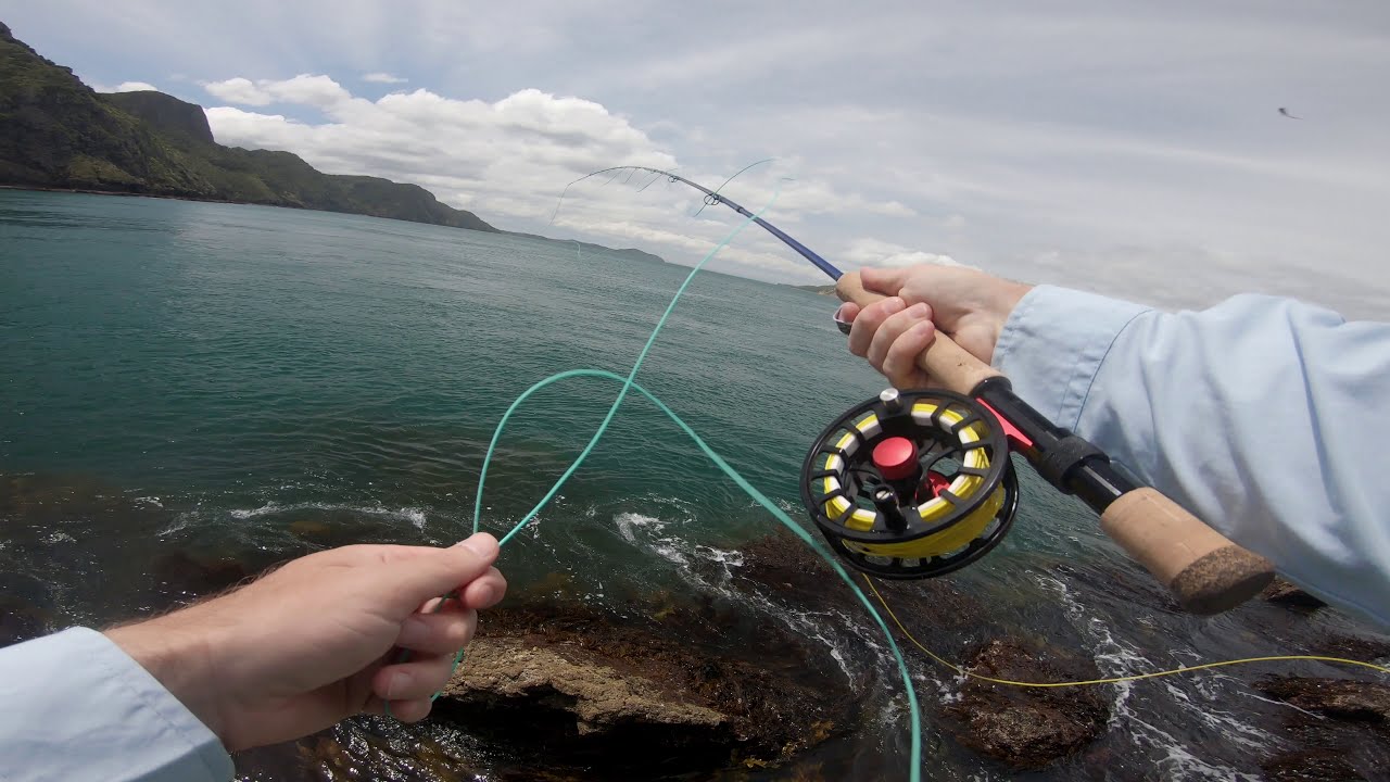 Fly Fishing for Kahawai off the Rocks