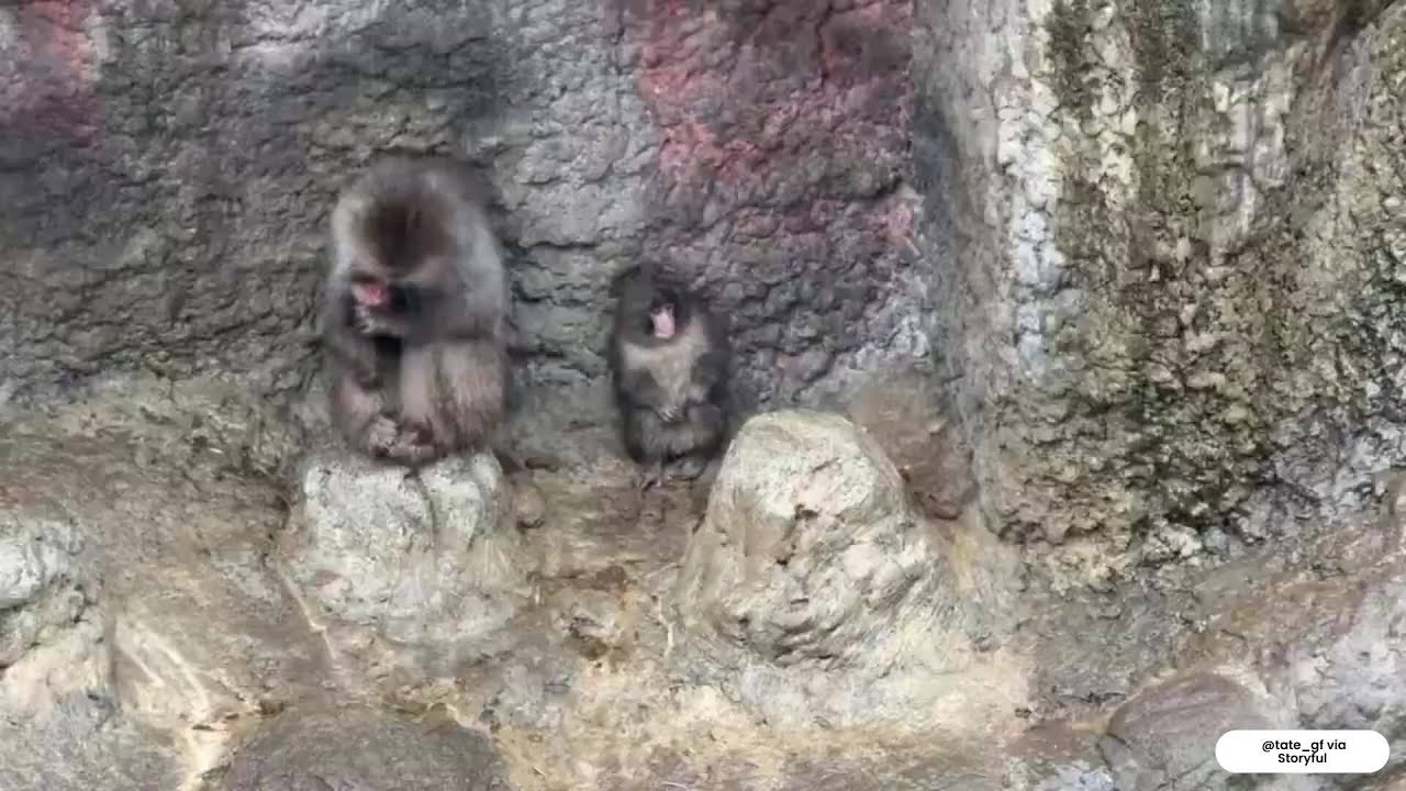 Beloved 'Punch' mimics older monkey during rain shower
