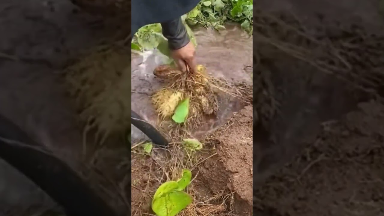 process of harvesting yam with water 