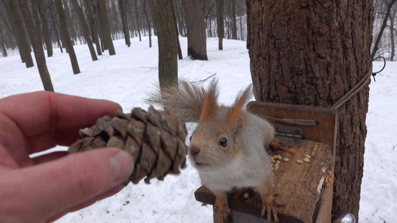 Немного о Белке с хвостиком / A little bit about Squirrel with a tail