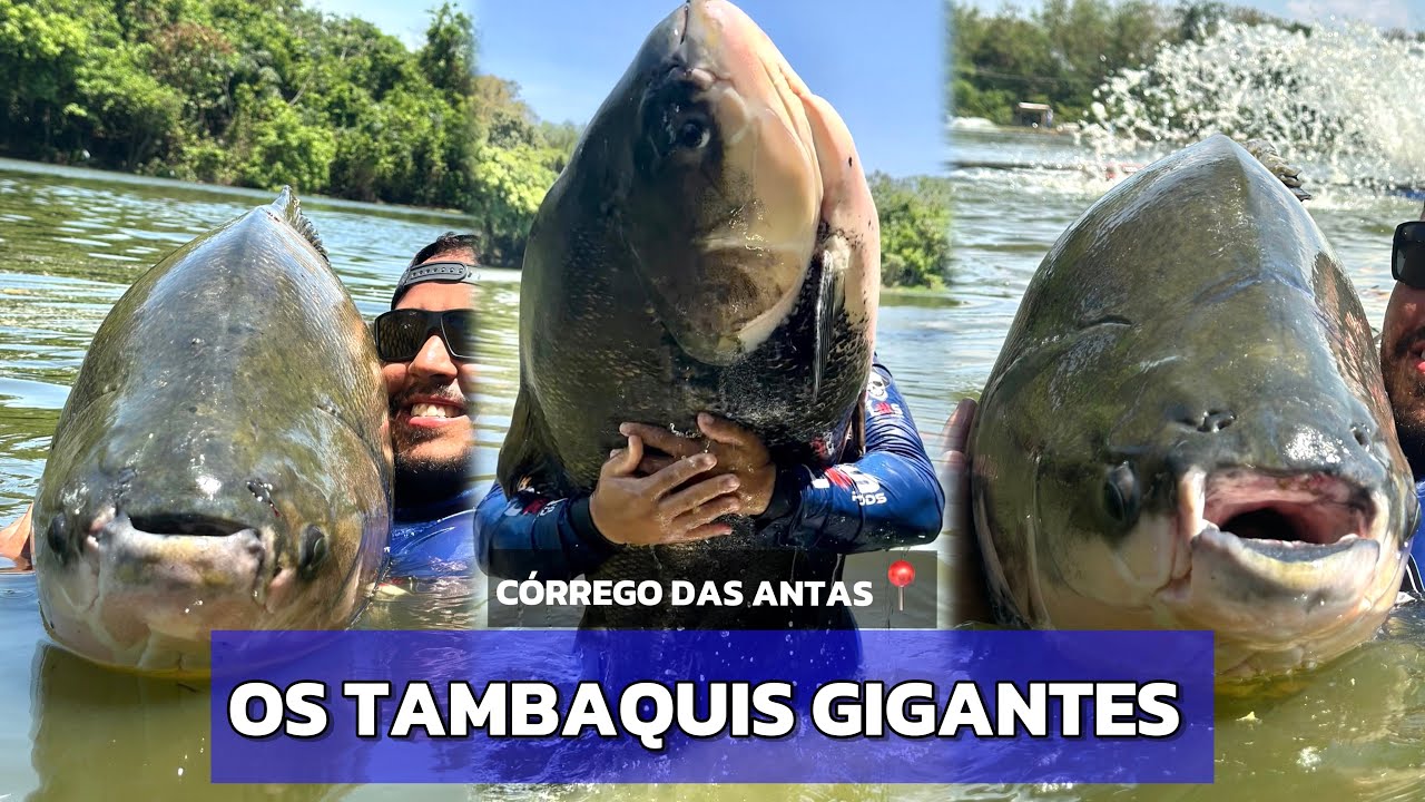 OS LENDÁRIOS TAMBAQUIS DO CÓRREGO DAS ANTAS - 36,9KG 36KG, 30KG - VENCEMOS TODAS AS DIFICULDADES.