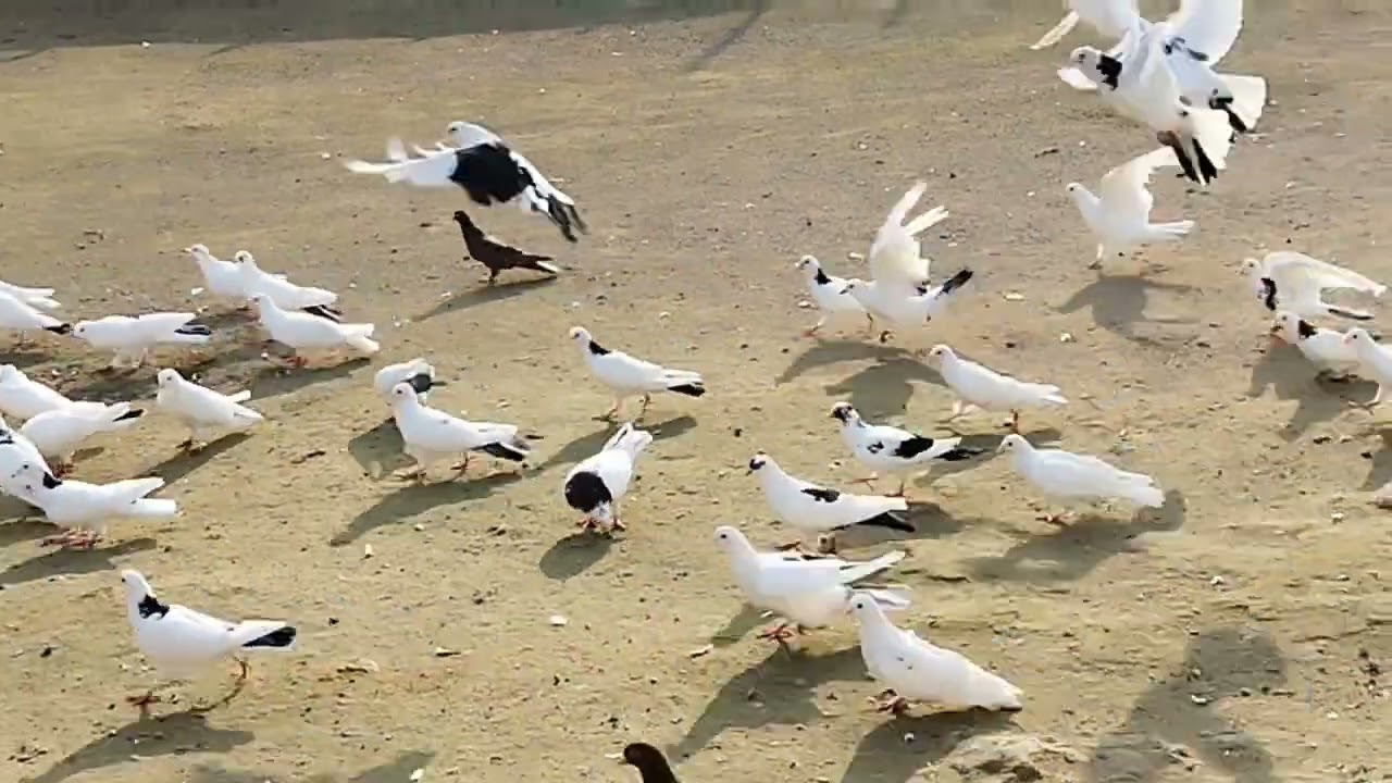 Türkanli ATa kişinin oğlu Familin quwları