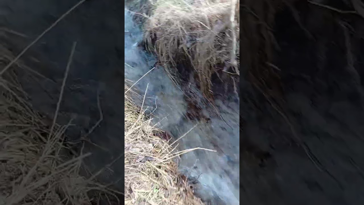 Памятник природы Болотные кипарисы на озере в Сукко. 28.01.2026. 🏞️