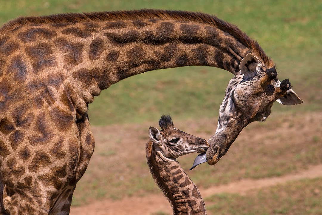 Giraffe Calf Meets Herd and Makes History
