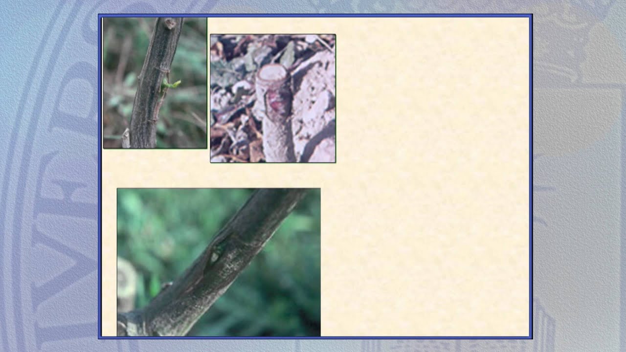 Arboricultura 4.2: Injertos: Tipos de injerto