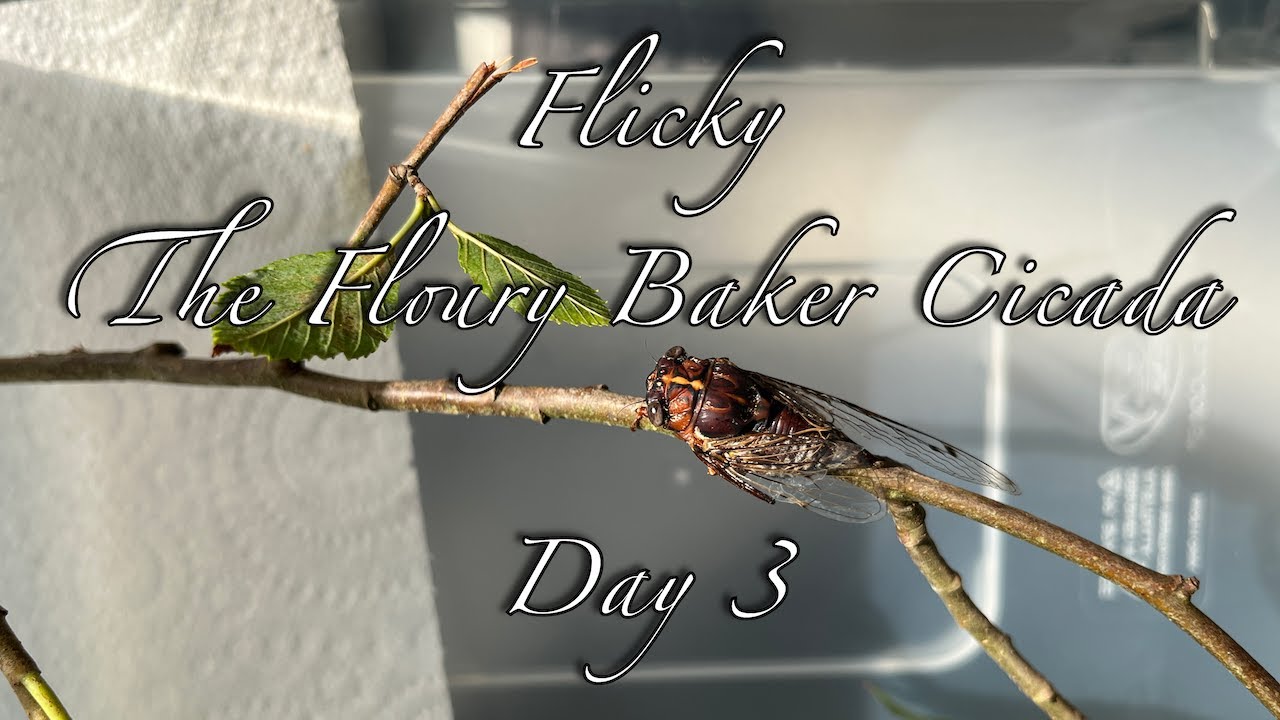 Flicky - The Floury Baker Cicada - Day 3 (2023-03-01)