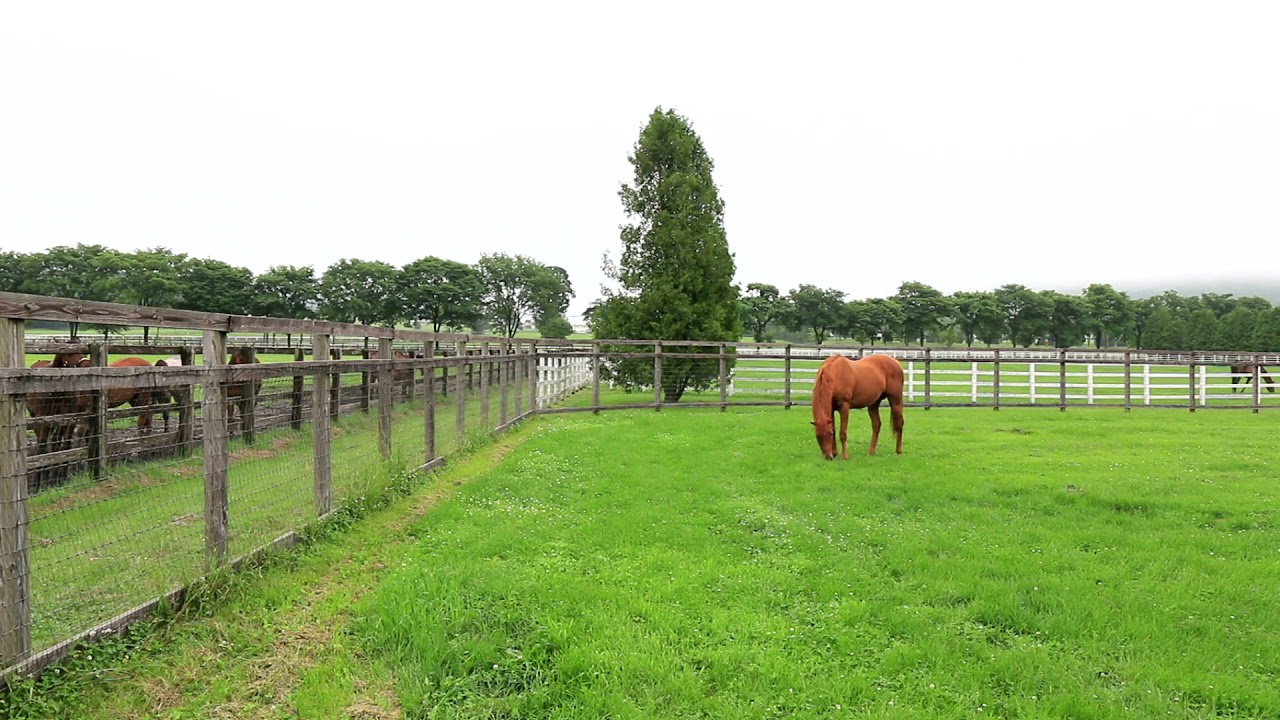 【BRF】仔馬を気にする様子がほほえましいグラスワンダー