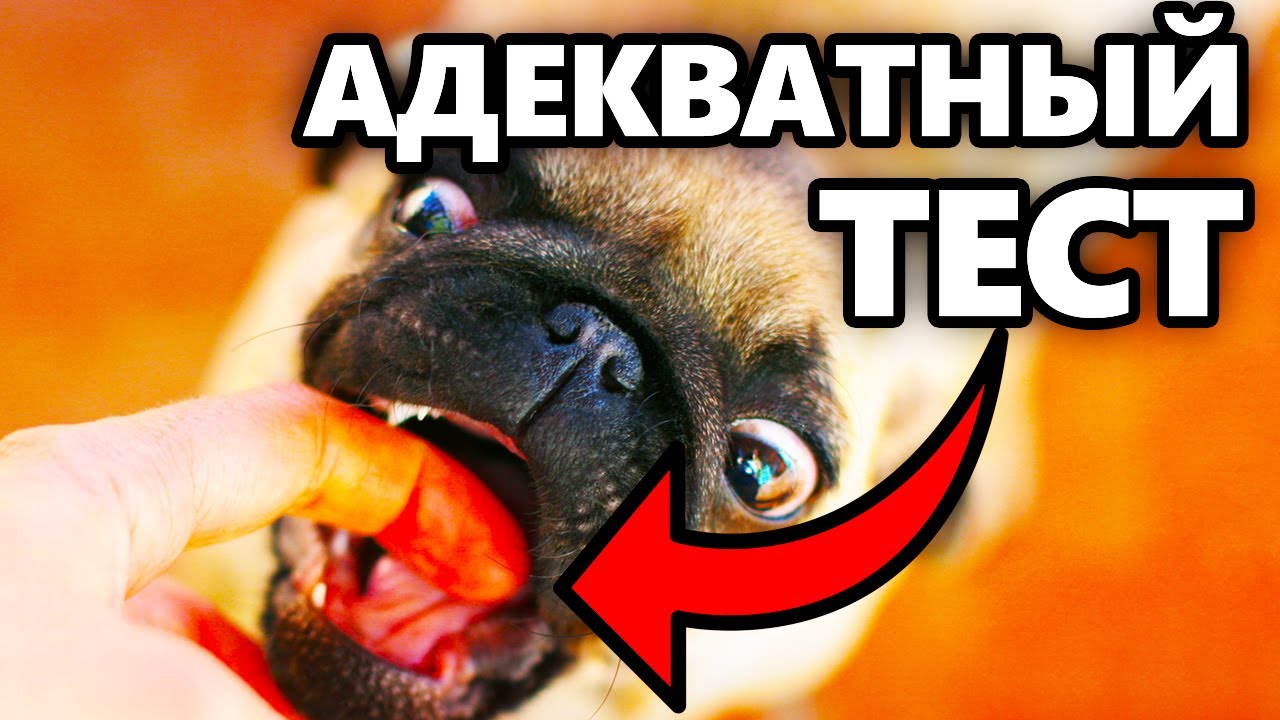 DAWG проходит АДЕКВАТНЫЙ тест личности