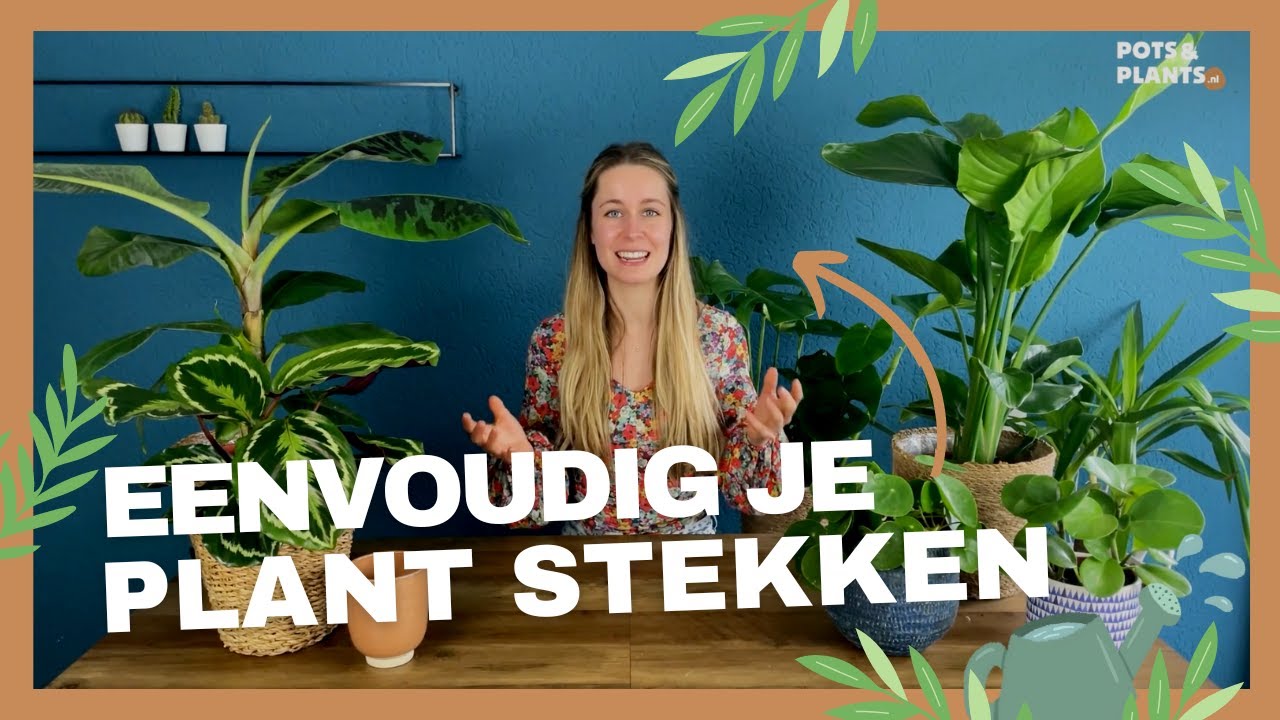 Hoe stek je een plant? - Eenvoudige tips zodat het nooit fout kan gaan!