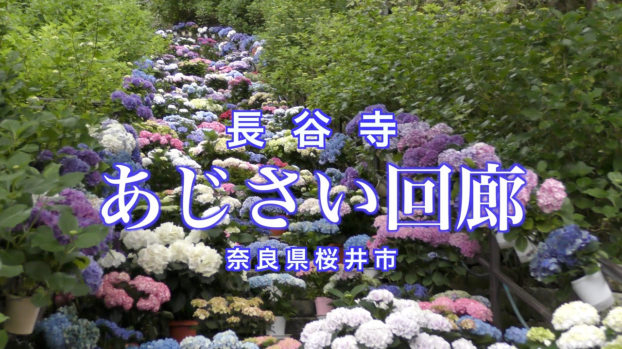 長谷寺のあじさい回廊　奈良県の4寺院で開催中　長谷寺では、6月になると境内があじさいに包まれる。