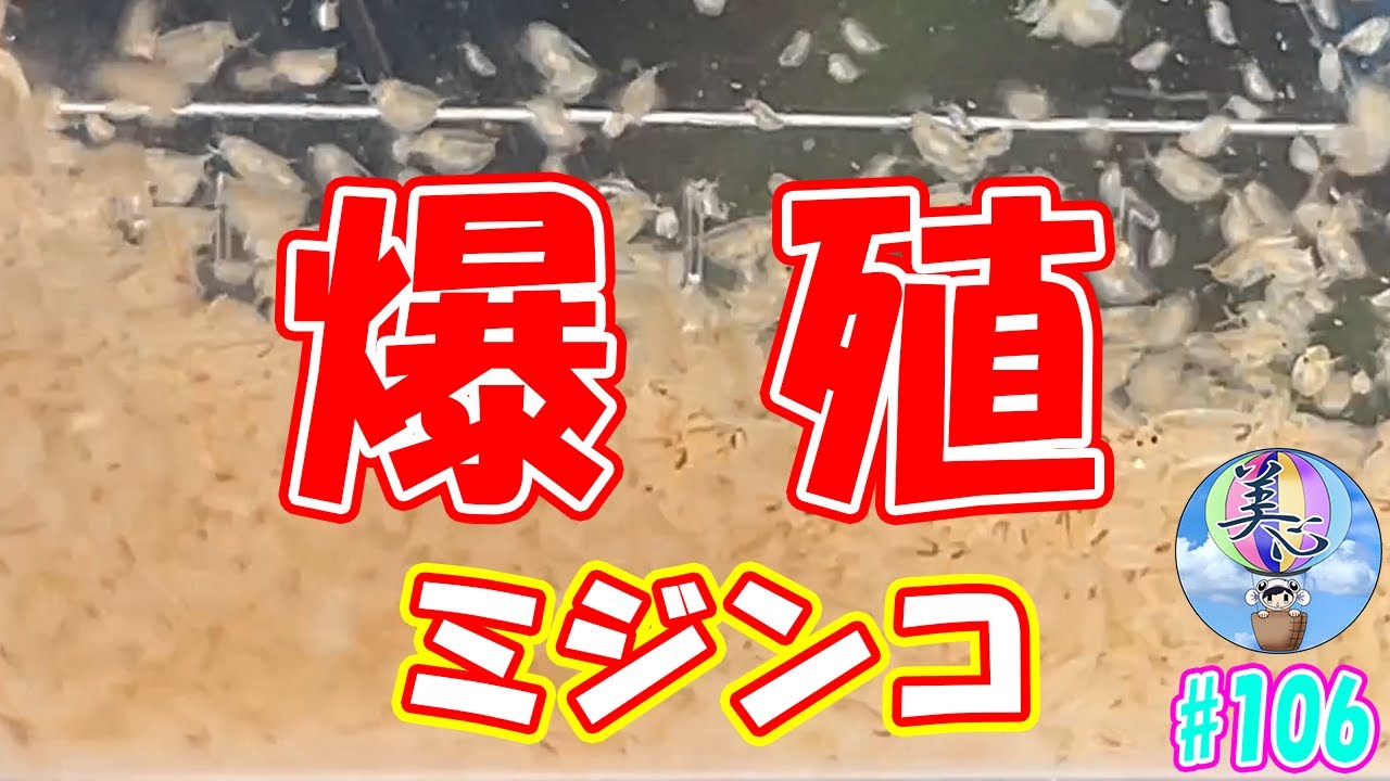 ミジンコ培養をガチ考察！【ミジンコ爆殖】＃１０６ ～美心めだか～