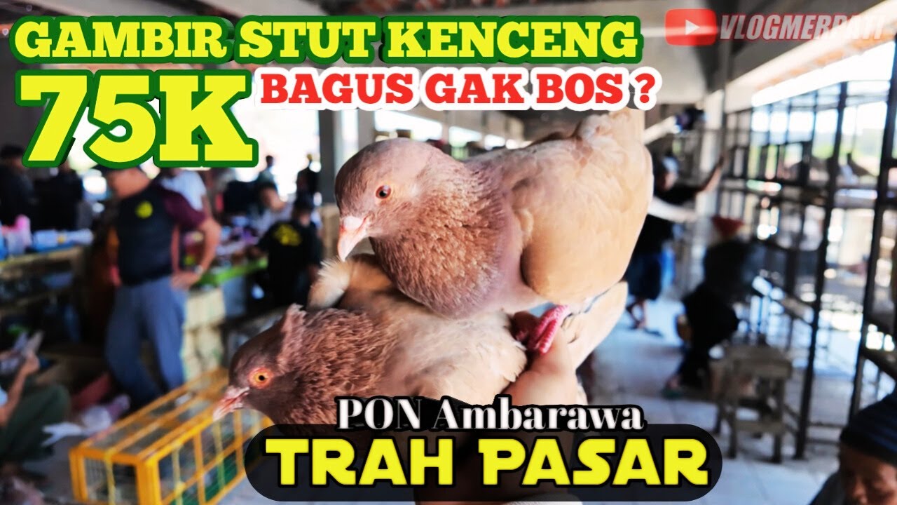 MIRIP QIU QIU ? MURAH CUMA 75K | VLOG PON PART 4