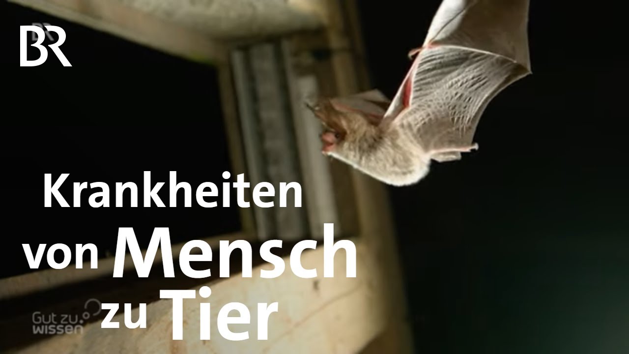 Zoonosen - Krankheiten von Tier zu Mensch: Kampf gegen neue Erreger | Gut zu wissen | BR Fernsehen