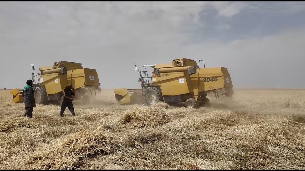 تبسة: انطلاق حملة الحصاد والدرس بالجهة الشمالية للولاية