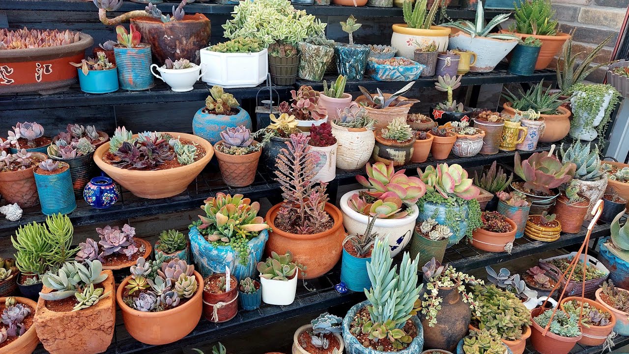 Succulent