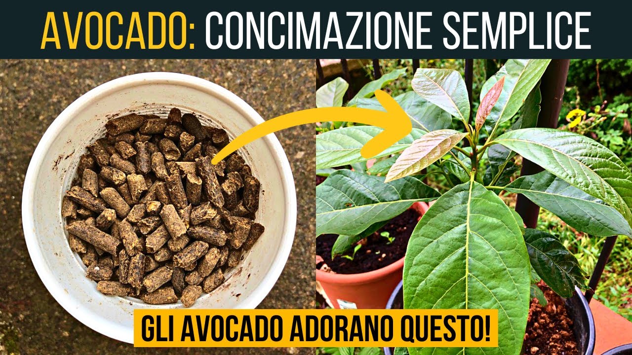 AVOCADO 🥑 ecco i concimi che utilizzo | Food Stories
