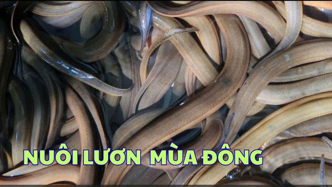 Cải tạo chuồng lợn nuôi Lươn không bùn mùa đông | Thủy sản Hùng Tiến
