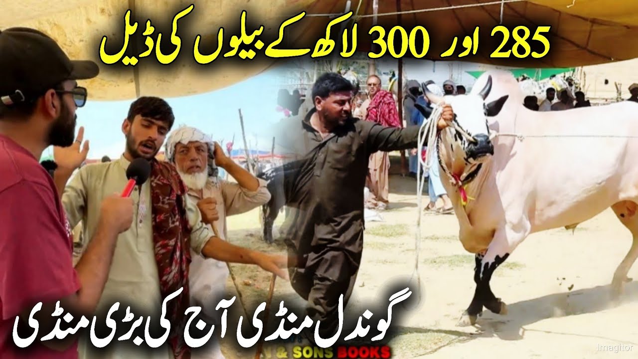 285 Deal Done Today Gondal Mandi 2025 - Cow Mandi 2025 - Qurbani 2025 - Bakra Mandi Fatehjangi bulls