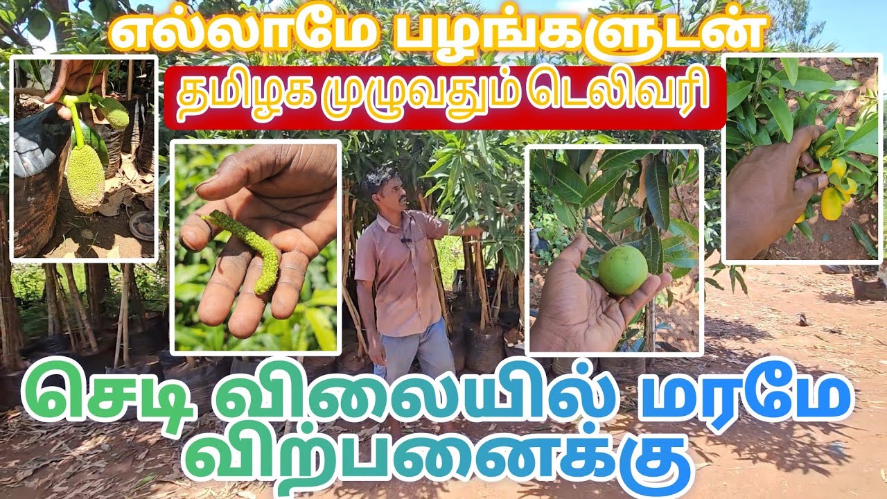 எல்லா பழச் செடியும் பத்து அடிக்கு மேல் பழங்களுடன் தமிழகம் முழுவதும் டெலிவரி செய்து தரப்படும் #garden