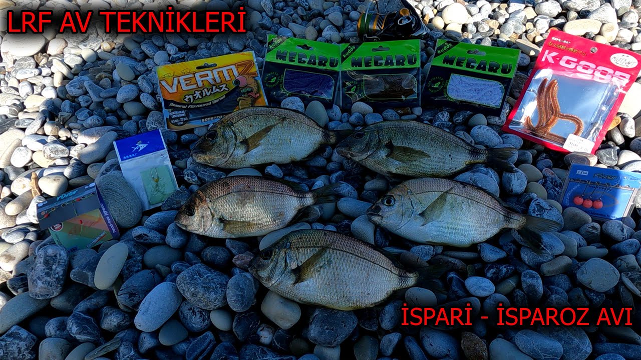 LRF AVI NASIL YAPILIR ? - İSPARİ AVI - BALIK AVI - KIYIDAN İSPAROZ AVI