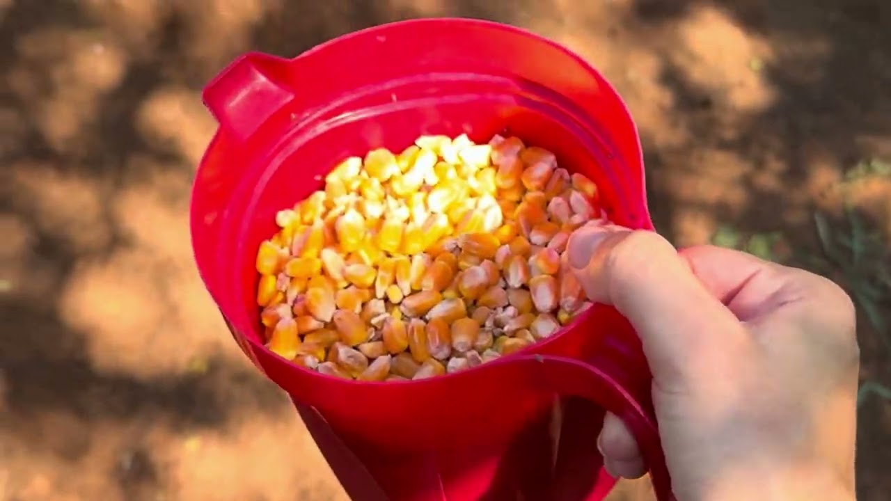 Dia na roça , capinando na roça , tratando das galinha , levando água na roça 