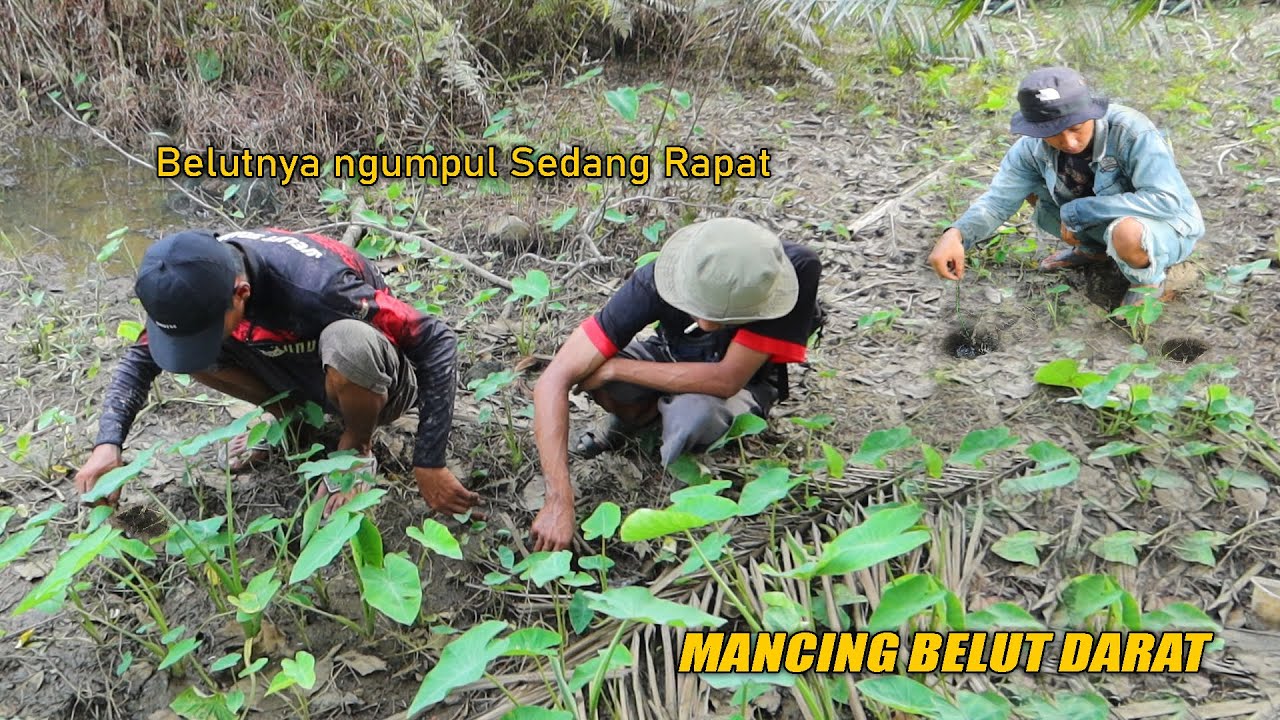 HERAN !! MANCING BELUT DI DARATAN BISA DAPAT BANYAK KAYA GINI