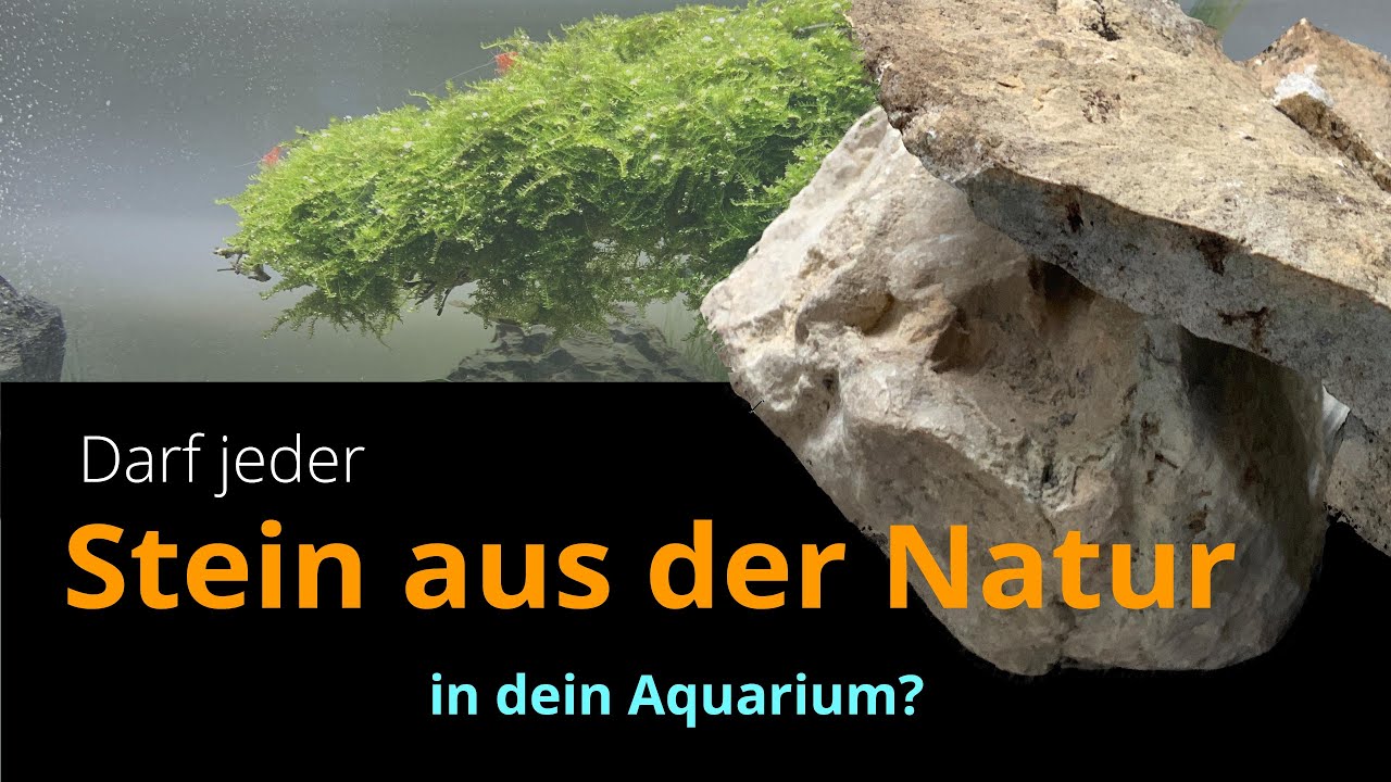 Darf jeder Stein aus der Natur in dein Aquarium? - gratis Hardscape aus dem Wald -