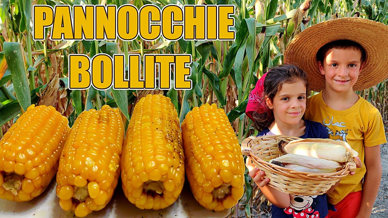 🌽 PANNOCCHIE BOLLITE 🌽 Fattoria didattica: raccogliere e cucinare il mais 🤠