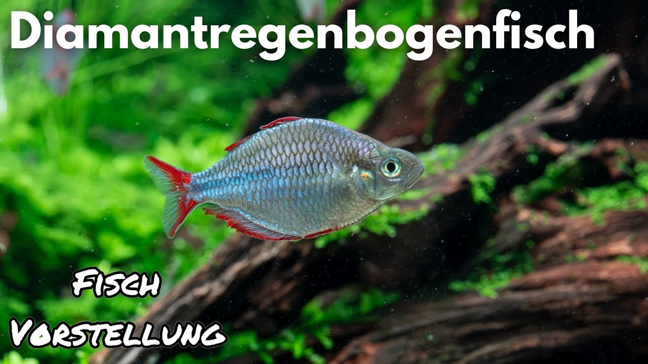 Diamantregenbogenfisch - Melanotaenia praecox | Liquid Nature Fisch Vorstellung