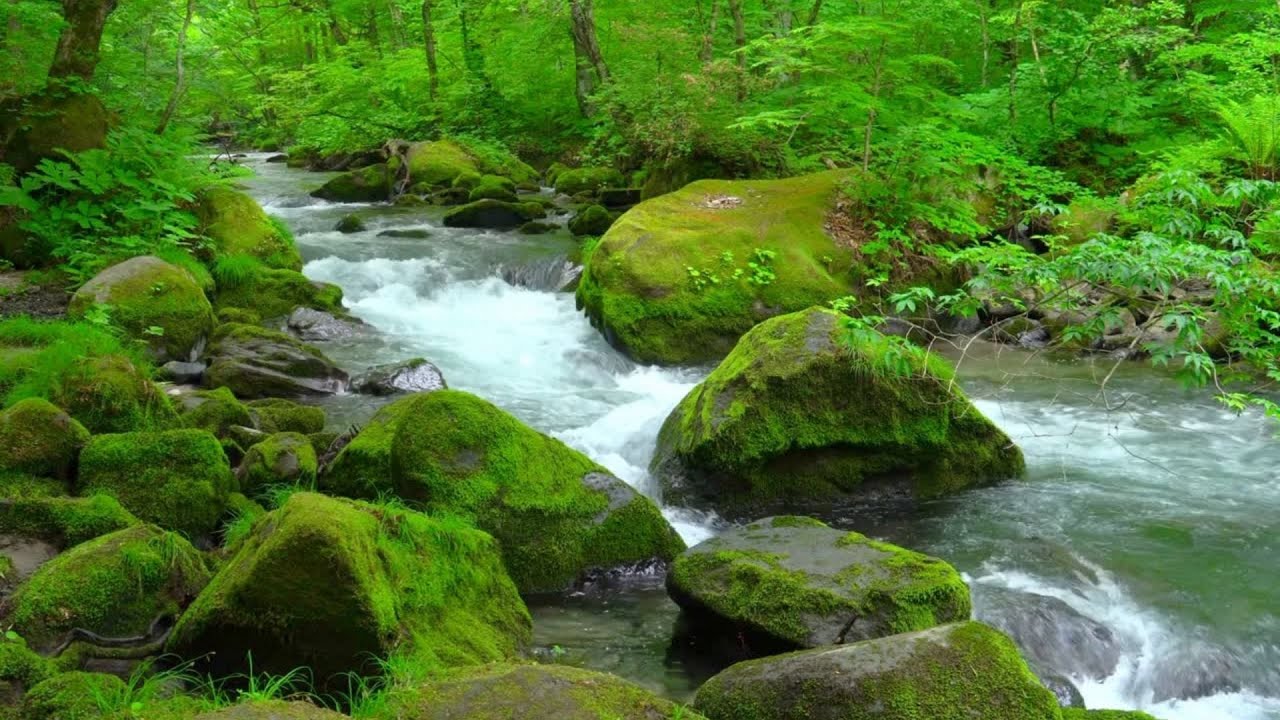 1 Hour Forest Stream with Mossy Rocks | Flowing Water & Real Nature Sounds for Relaxation & Sleep