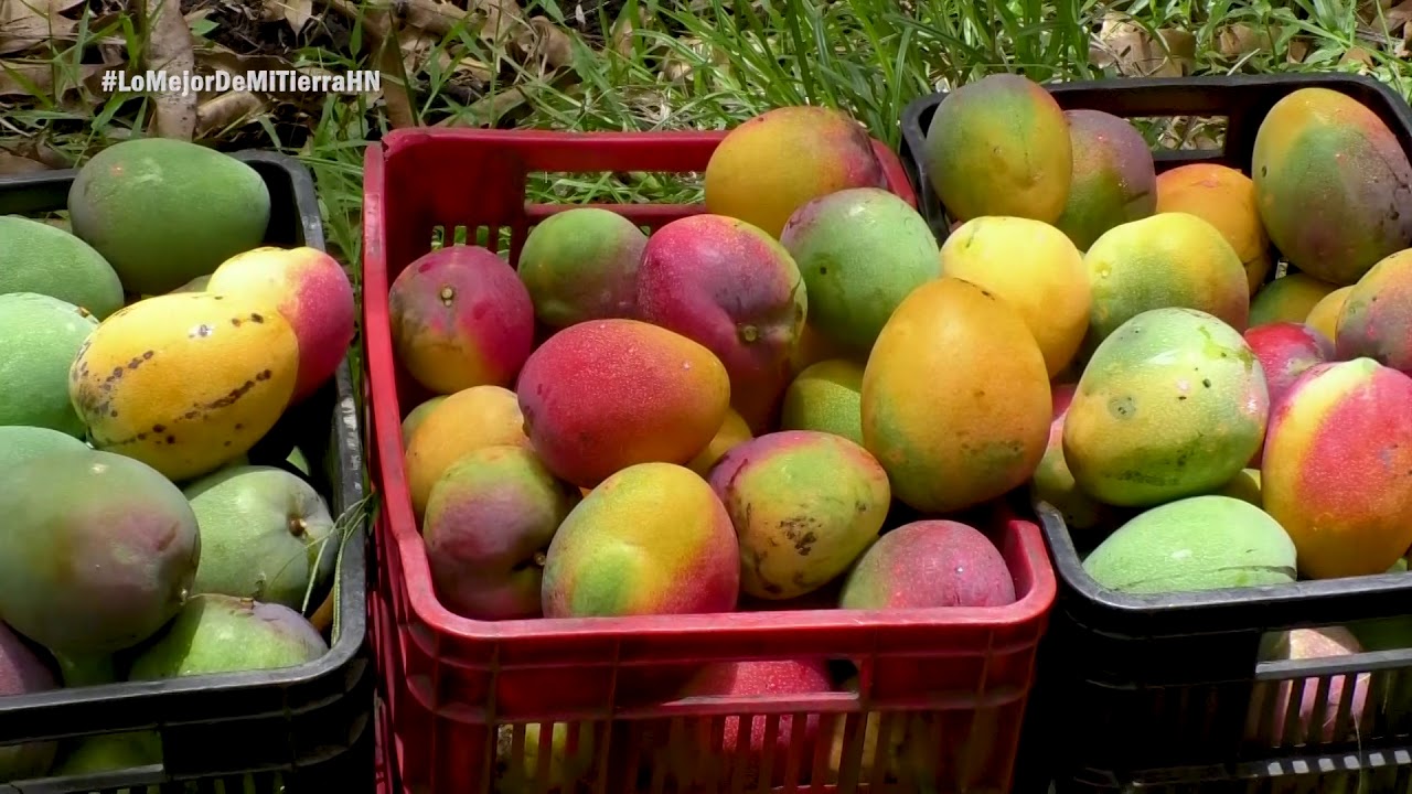Finca de Mangos, Santa María del Real-LMDMT - Parte I