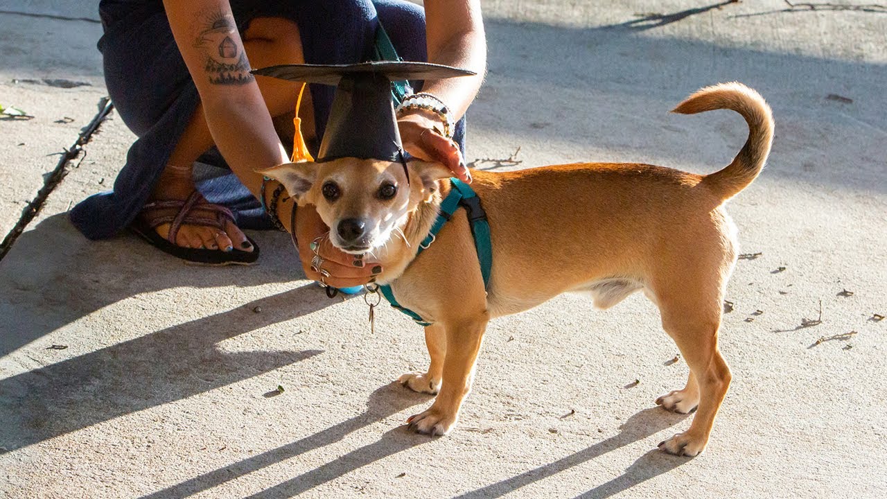 Pet Graduation 2022