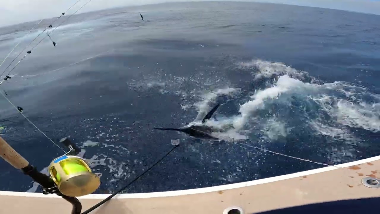 2025 Scrub Island Billfish Series