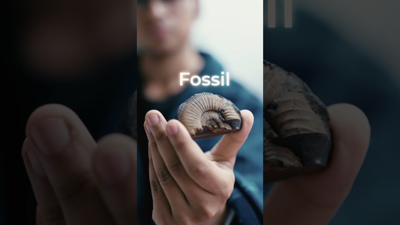 The Marine Fossils of High Himalayas #mountains #himalayas #travel #hiking #nature #shorts