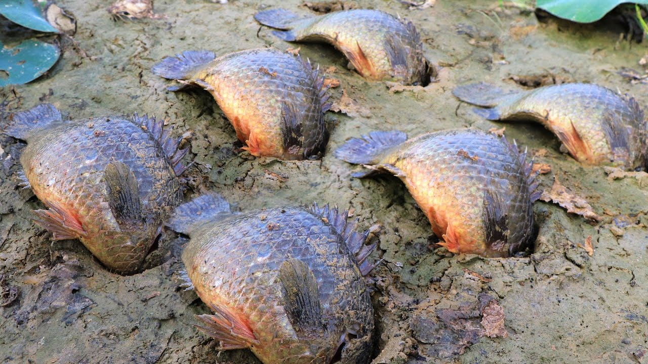 Amazing Fishing 2020 - Find & Catch Snakehead Fish In Dry Season Mud