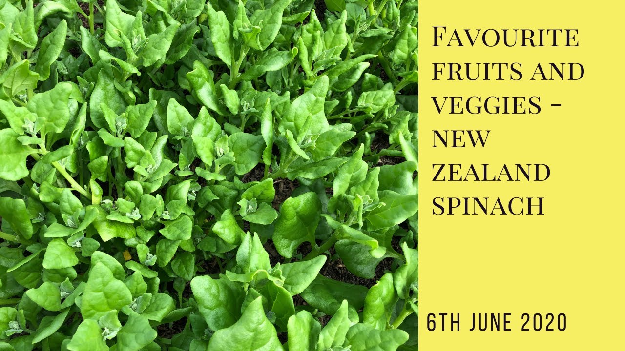 My favourite fruits and veggies - New Zealand Spinach