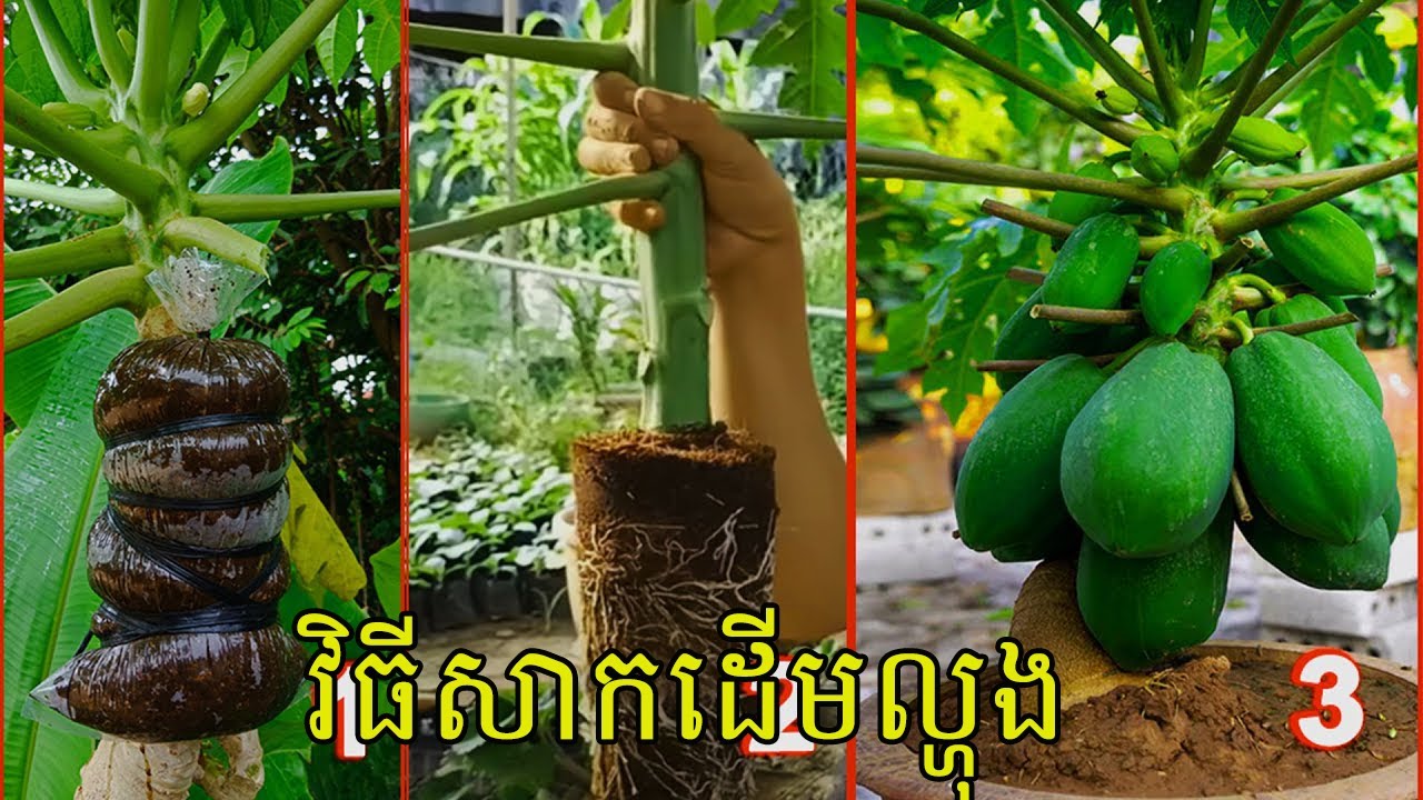 វីធីសាកដើមល្ហុង | How to graft papaya tree | កសិកម្មថ្ងៃសម្រាក