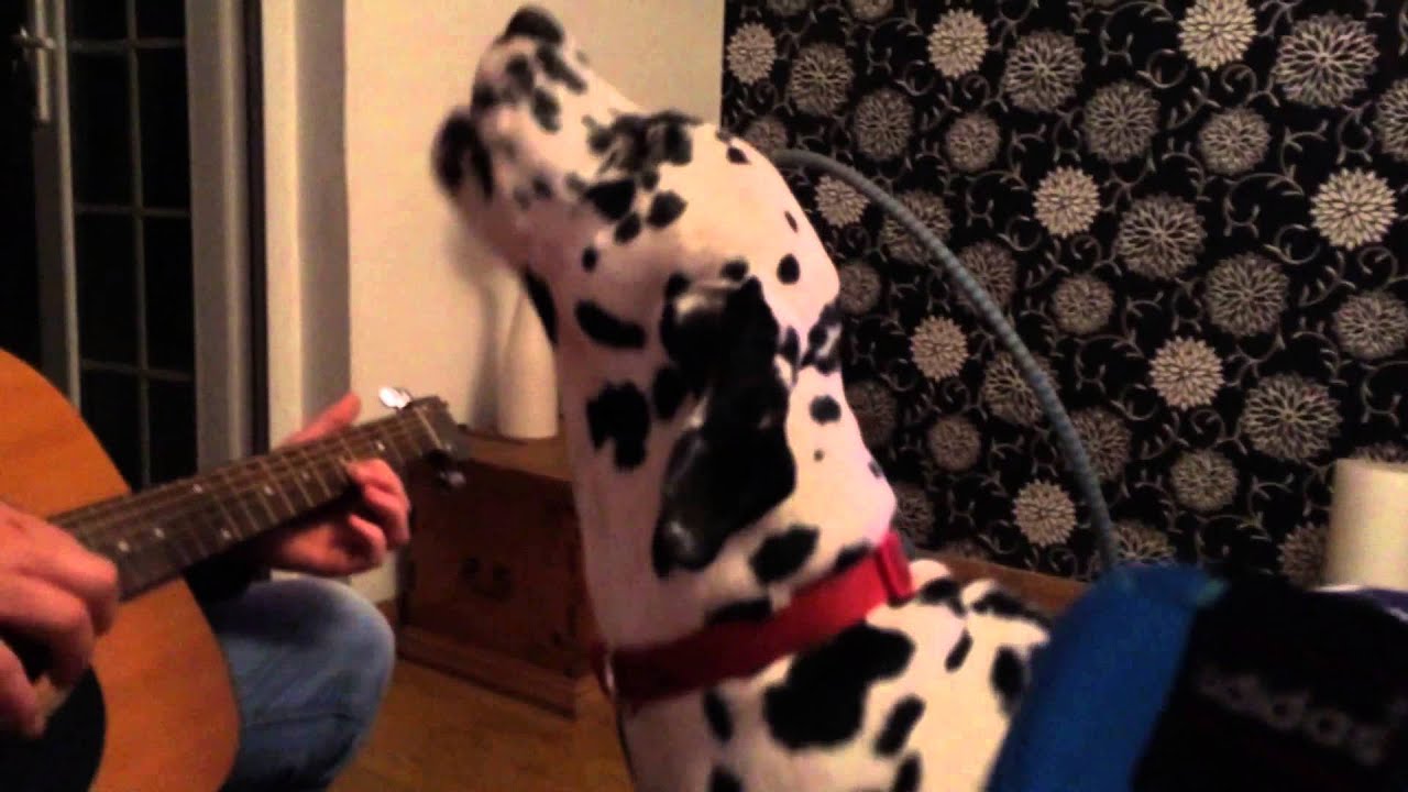 Dog sings twinkle twinkle little star (Dexter the Dalmatian)