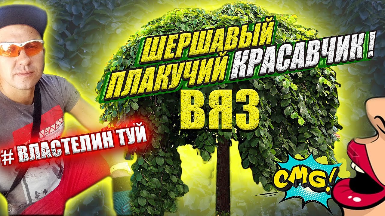 ВЯЗ ШЕРШАВЫЙ. ПЛАКУЧЕЕ ДЕРЕВО на штамбе. КАК ОБРЕЗАТЬ и сформировать @ВЛАСТЕЛИН ТУЙ .Вяз Кампердоуни