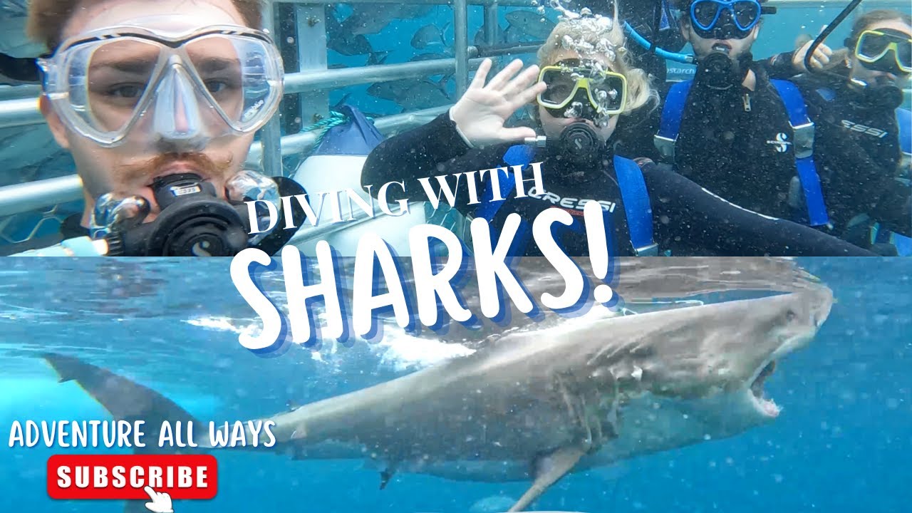 Cage Diving with SHARKS | Port Lincoln Calypso Star Charters