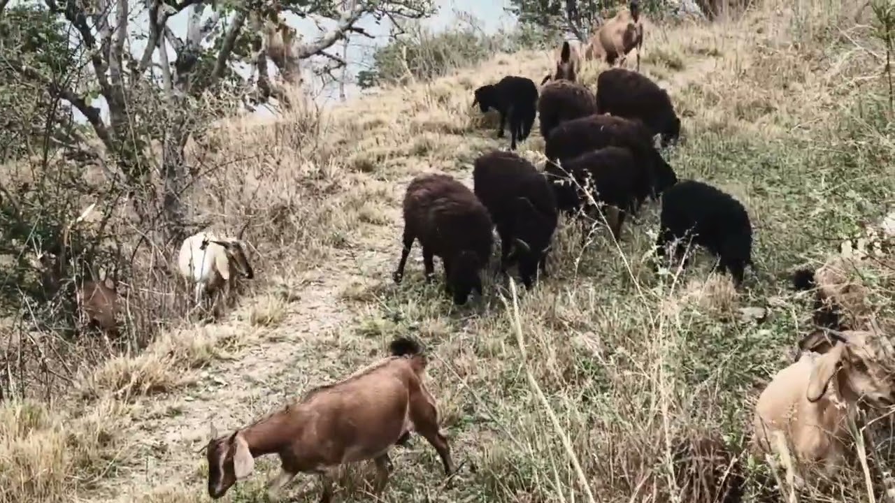 गांव का रोजगार 
