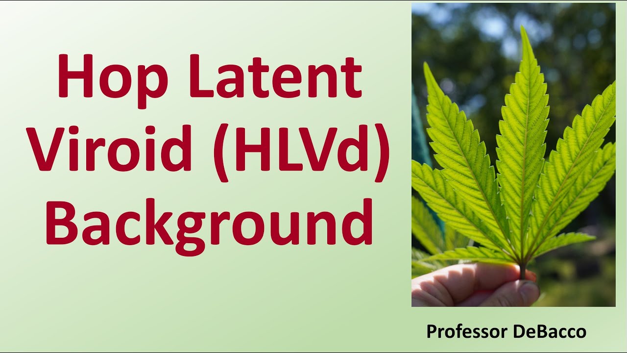 Hop Latent Viroid HLVd Background