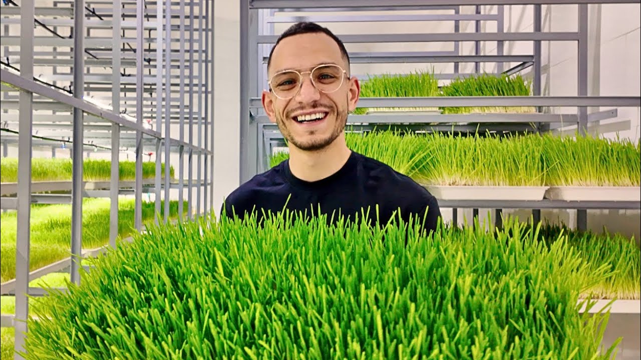 Nourrir le b&eacute;tail avec de l&rsquo;herbe fra&icirc;che