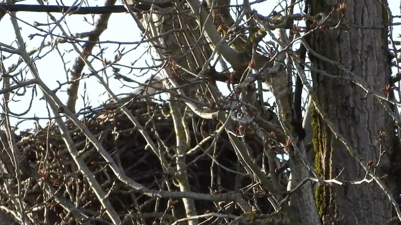 3/9/26 - mama Riverbend eagle flies into the nest then onto her perch