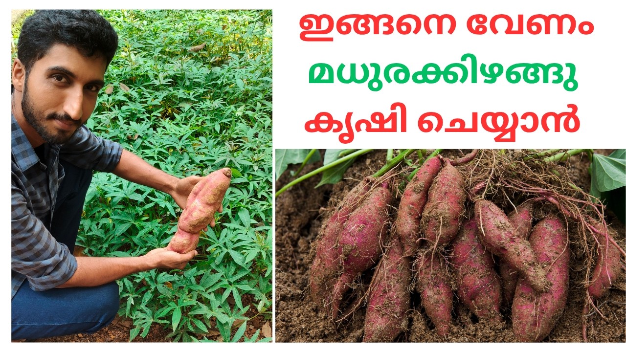 ഇങ്ങനെ നട്ടാൽ കുട്ട നിറയെ മധുരക്കിഴങ്ങു വിളവെടുക്കാം