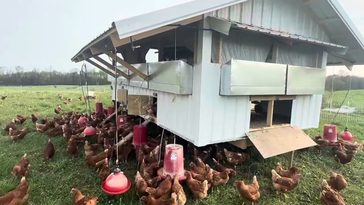 For real pasture raised hens