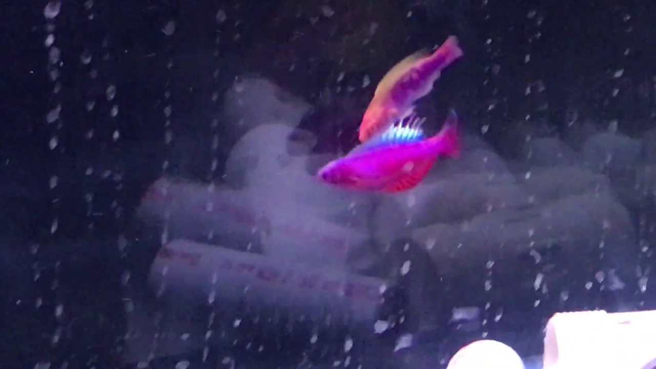 Linespot flasher Wrasse