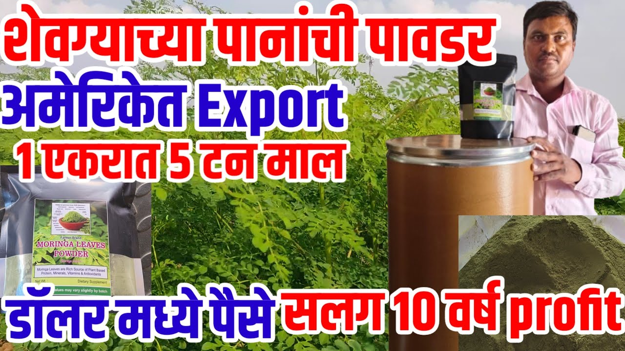 शेवगा पानांची पावडर,अमेरिकेत Export,डॉलर मध्ये पैसे,राज्यातील 1ल्या शेतकऱ्याची यशोगाथा,moringapowder