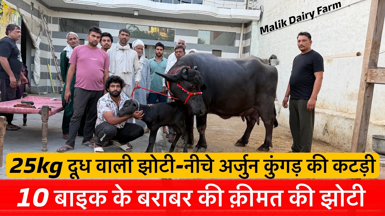 🔴10 बाइक के बराबर की क़ीमत की झोटी👉25 दूध वाली-नीचे अर्जुन कुंगड़ की कटड़ी।SURENDER(SUNDRA)☎️9653532792