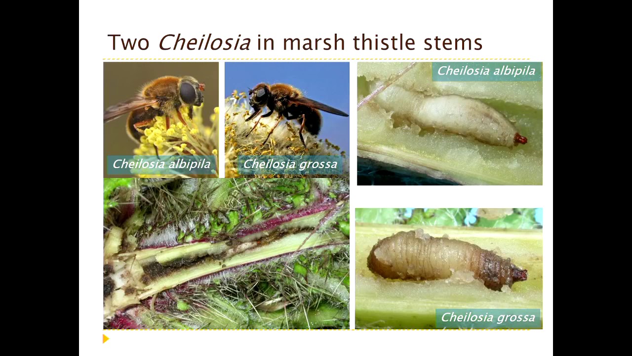 An introduction to hoverflies (Syrphidae) and the Hoverfly Recording Scheme